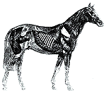horse